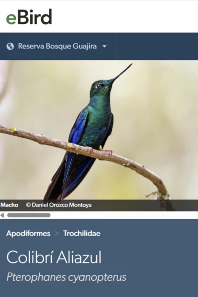 Colibrí alas de zafiro (Pterophanes cyanopterus)