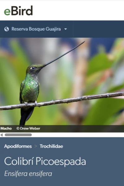 Colibrí picoespada (Ensifera ensifera)