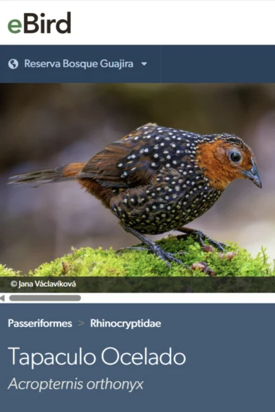 Tapaculo ocelado (Acropternis orthonyx)