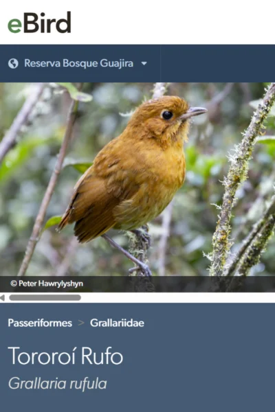 Tororoí rufo (Grallaria rufula)