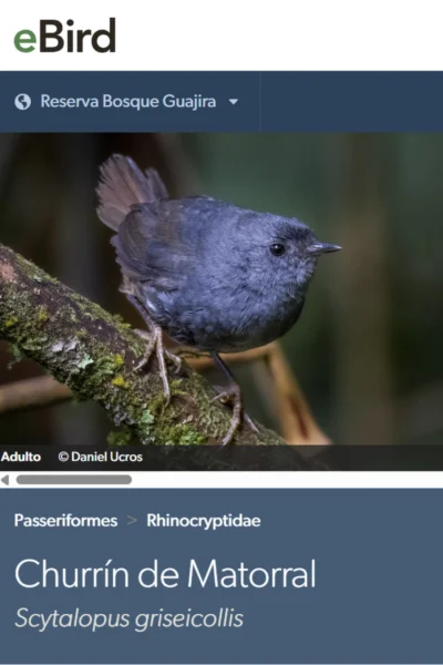 Churrín de Matorral (Scytalopus griseicollis)