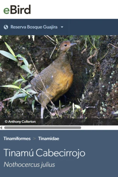 Tinamú cabecirrojo (Nothocercus julius)