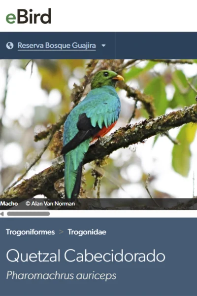 Quetzal cabecidorado (Pharomachrus auriceps)