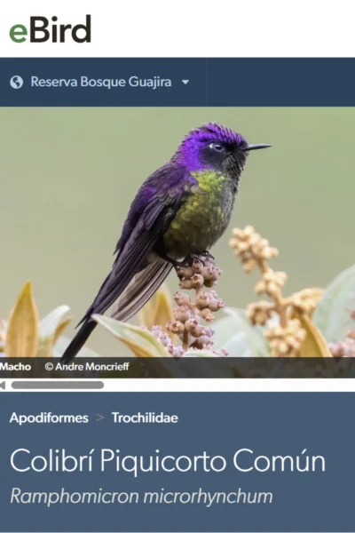 Colibrí piquicorto común (Ramphomicron microrhynchum)