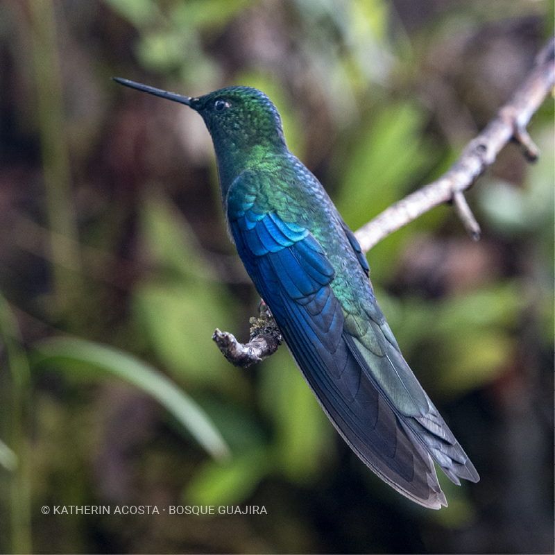 Colibrí alas de zafiro (Pterophanes cyanopterus)