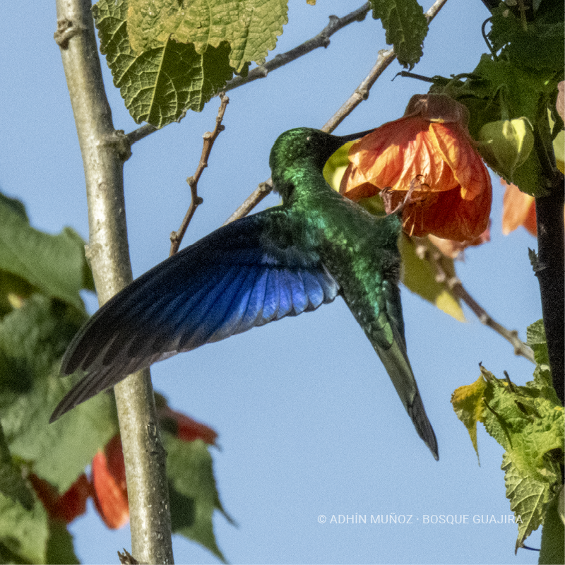 Colibrí alas de zafiro (Pterophanes cyanopterus)