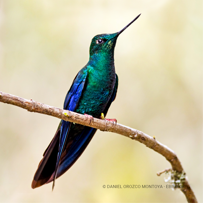 Colibrí alas de zafiro (Pterophanes cyanopterus)
