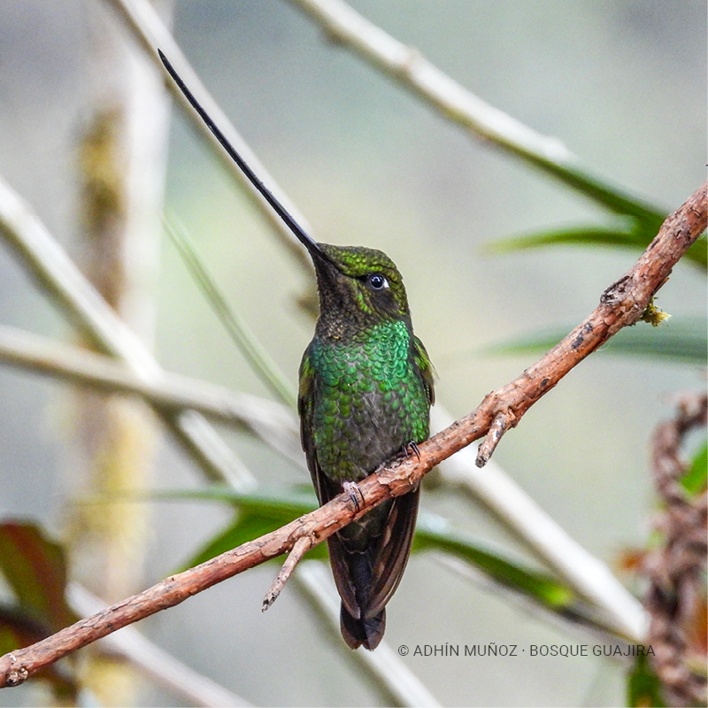 Colibrí picoespada (Ensifera ensifera)