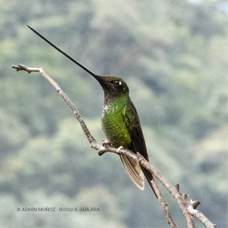 Colibrí picoespada (Ensifera ensifera)