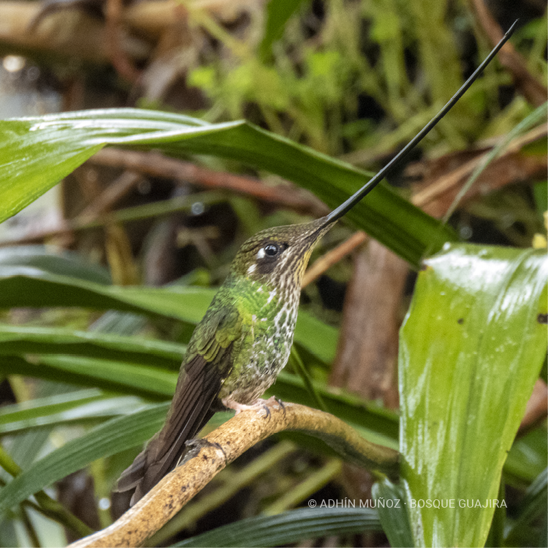 Colibrí picoespada (Ensifera ensifera)