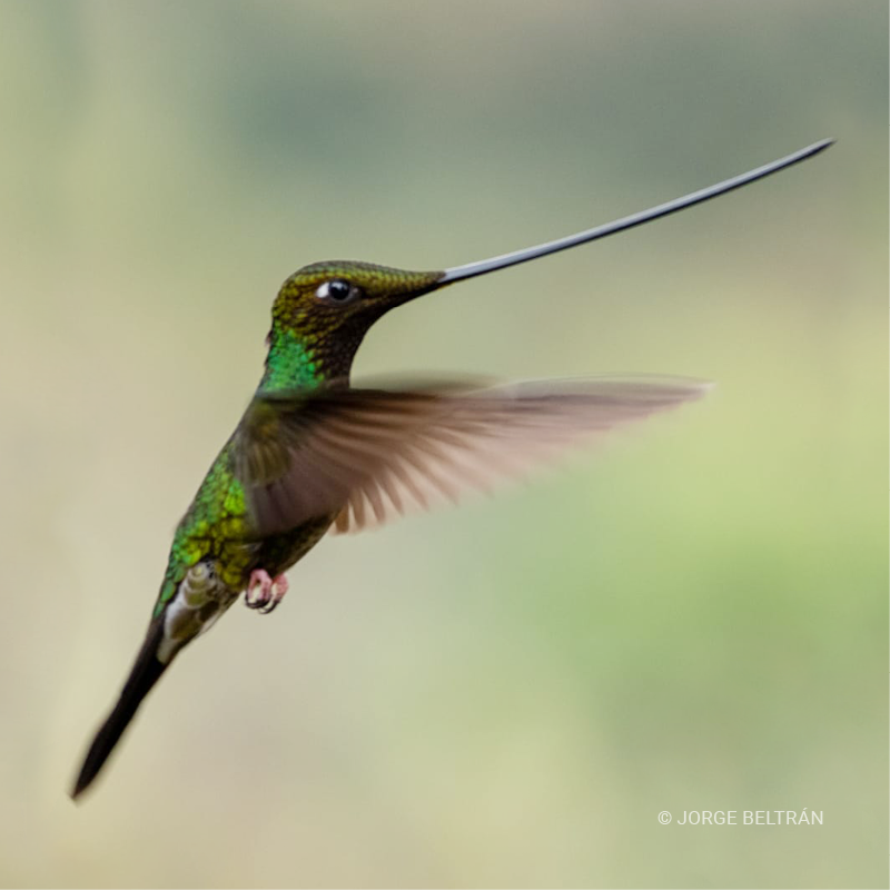 Colibrí picoespada (Ensifera ensifera)