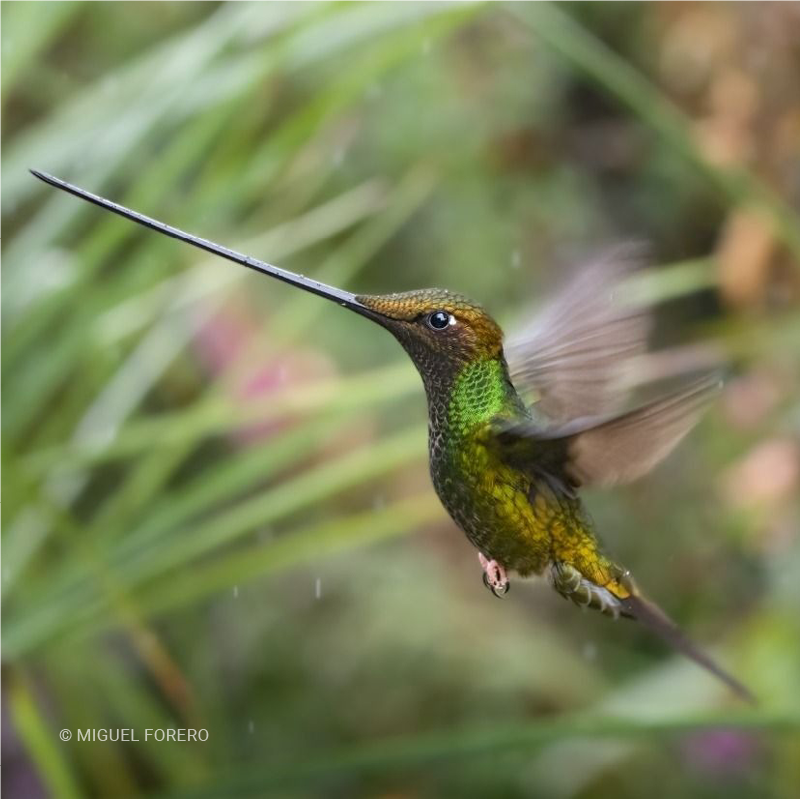 Colibrí picoespada (Ensifera ensifera)