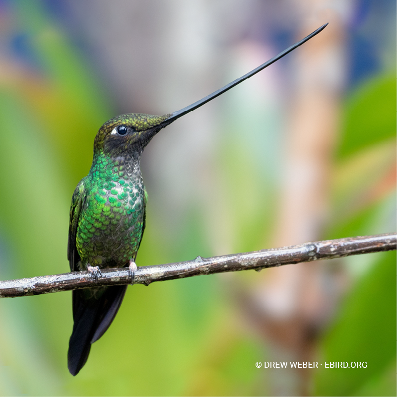 Colibrí picoespada (Ensifera ensifera)