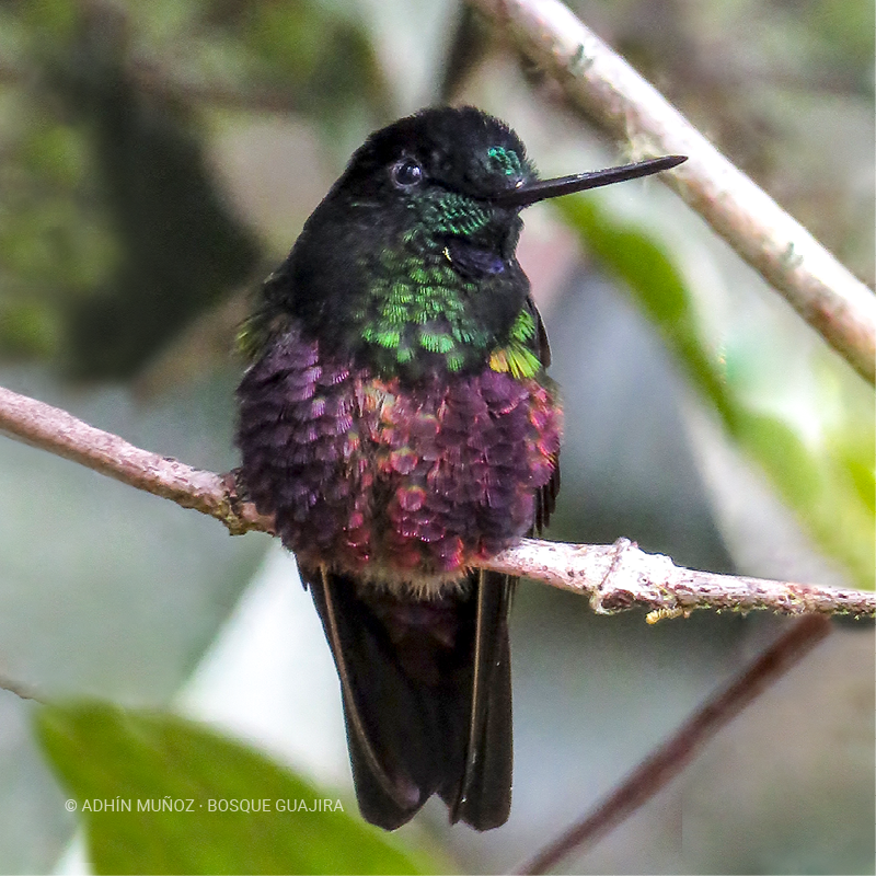 Colibrí Inca ventrivioleta (Coeligena helianthea)