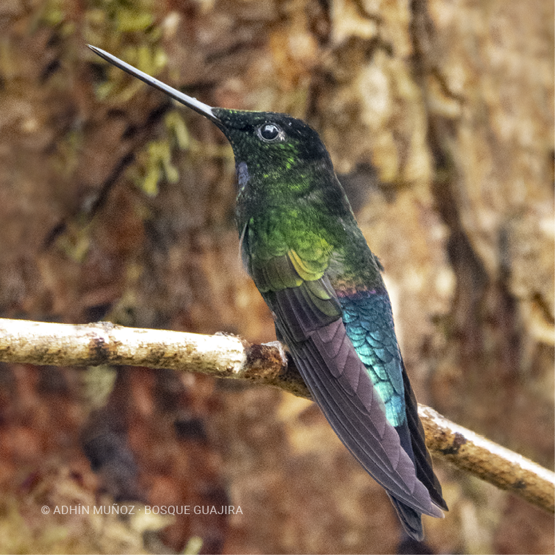 Colibrí Inca ventrivioleta (Coeligena helianthea)