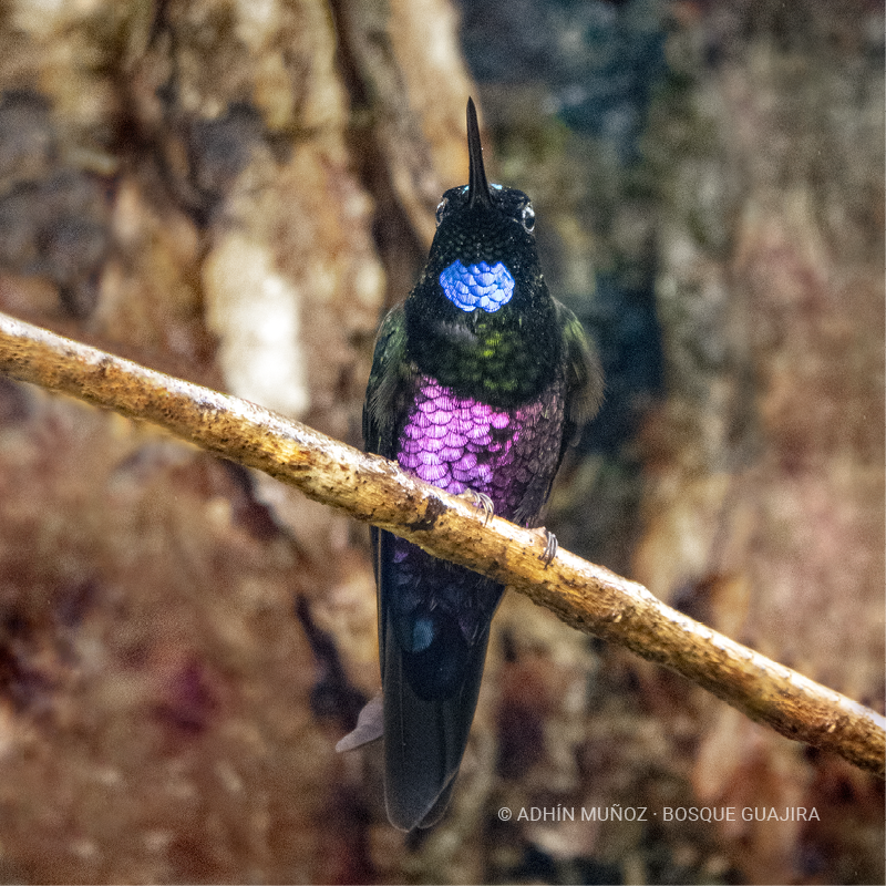 Colibrí Inca ventrivioleta (Coeligena helianthea)