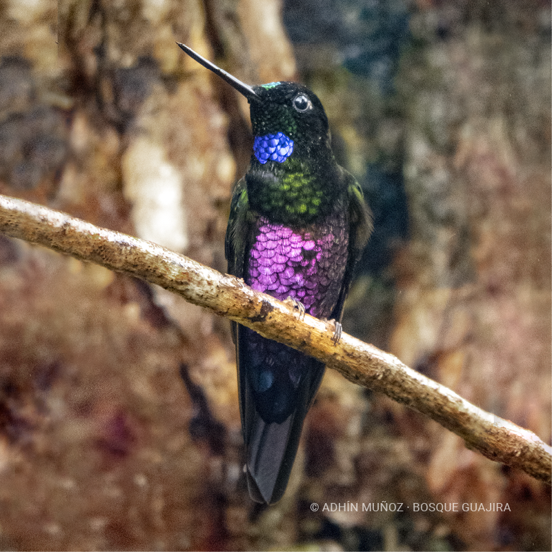Colibrí Inca ventrivioleta (Coeligena helianthea)