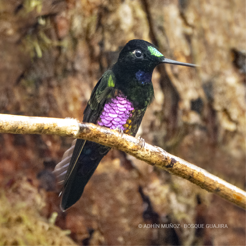 Colibrí Inca ventrivioleta (Coeligena helianthea)
