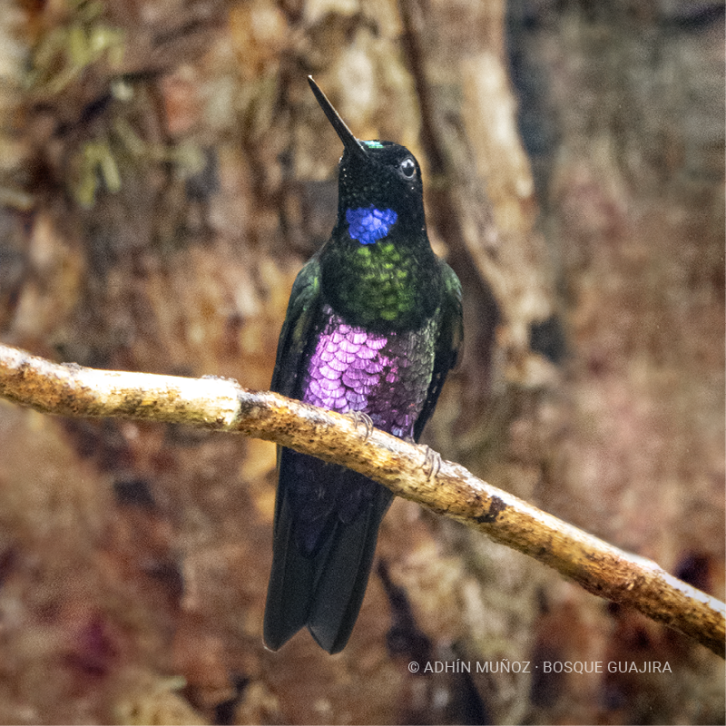Colibrí Inca ventrivioleta (Coeligena helianthea)