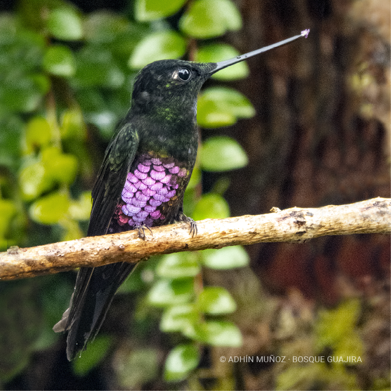 Colibrí Inca ventrivioleta (Coeligena helianthea)