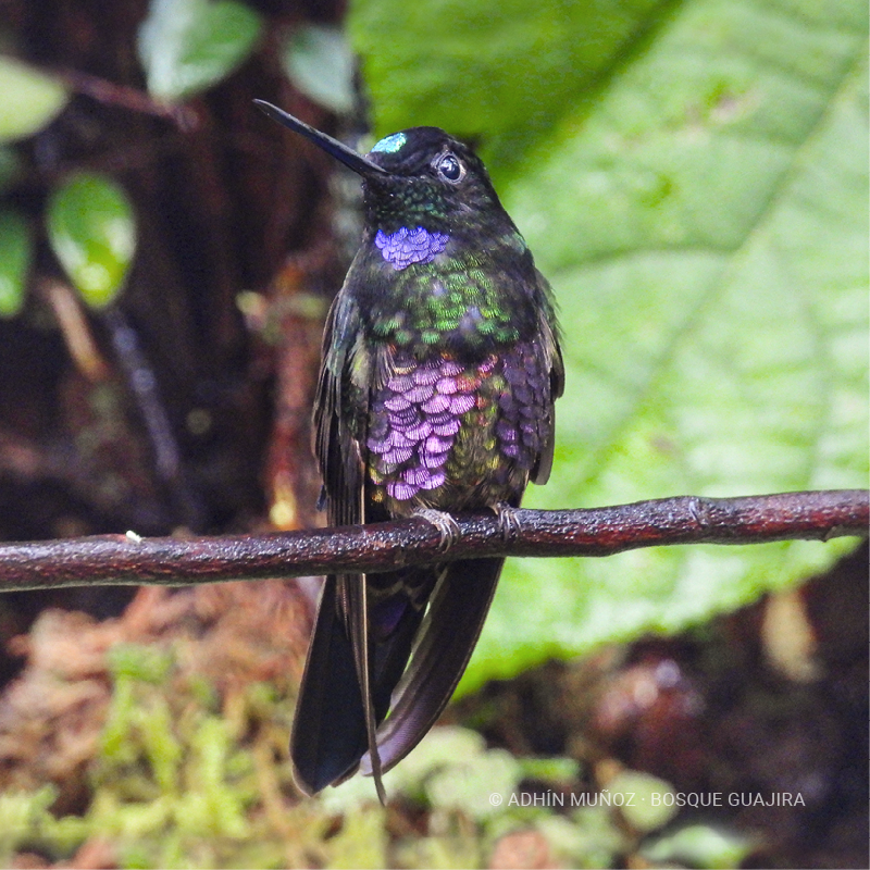 Colibrí Inca ventrivioleta (Coeligena helianthea)