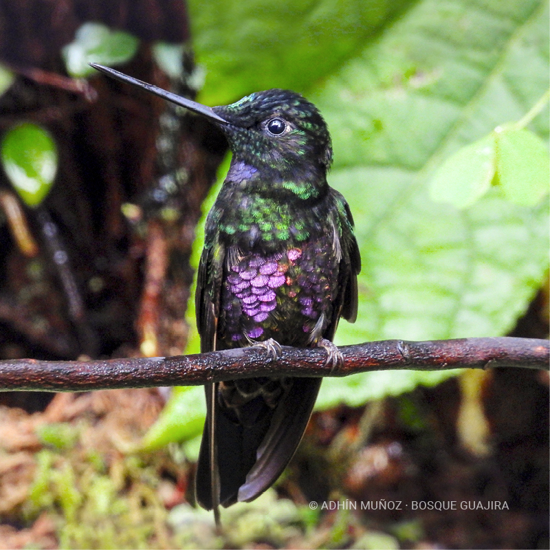 Colibrí Inca ventrivioleta (Coeligena helianthea)