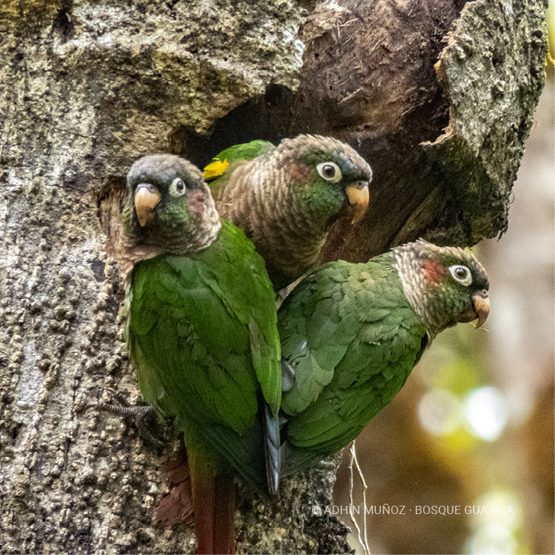Lorito aliamarillo (Pyrrhura calliptera)
