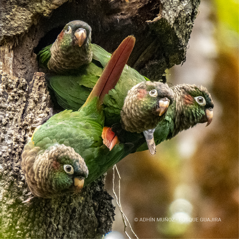 Lorito aliamarillo (Pyrrhura calliptera)