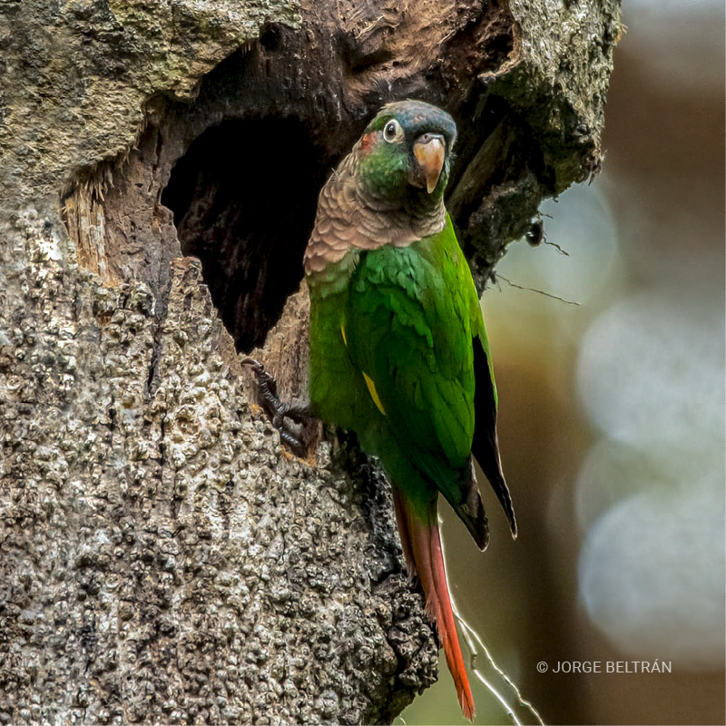Lorito aliamarillo (Pyrrhura calliptera)