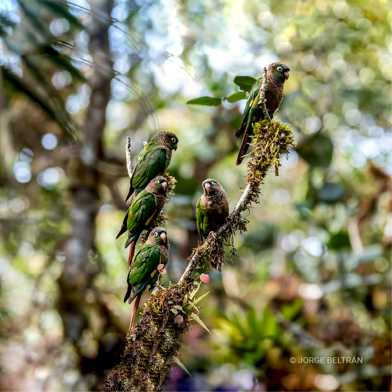 Lorito aliamarillo (Pyrrhura calliptera)