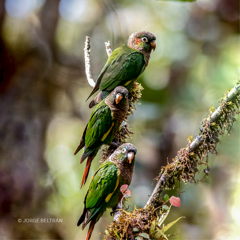 Lorito aliamarillo (Pyrrhura calliptera)