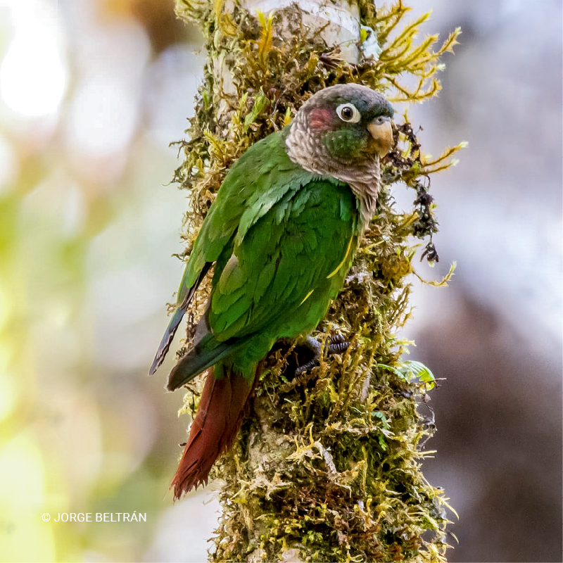 Lorito aliamarillo (Pyrrhura calliptera)
