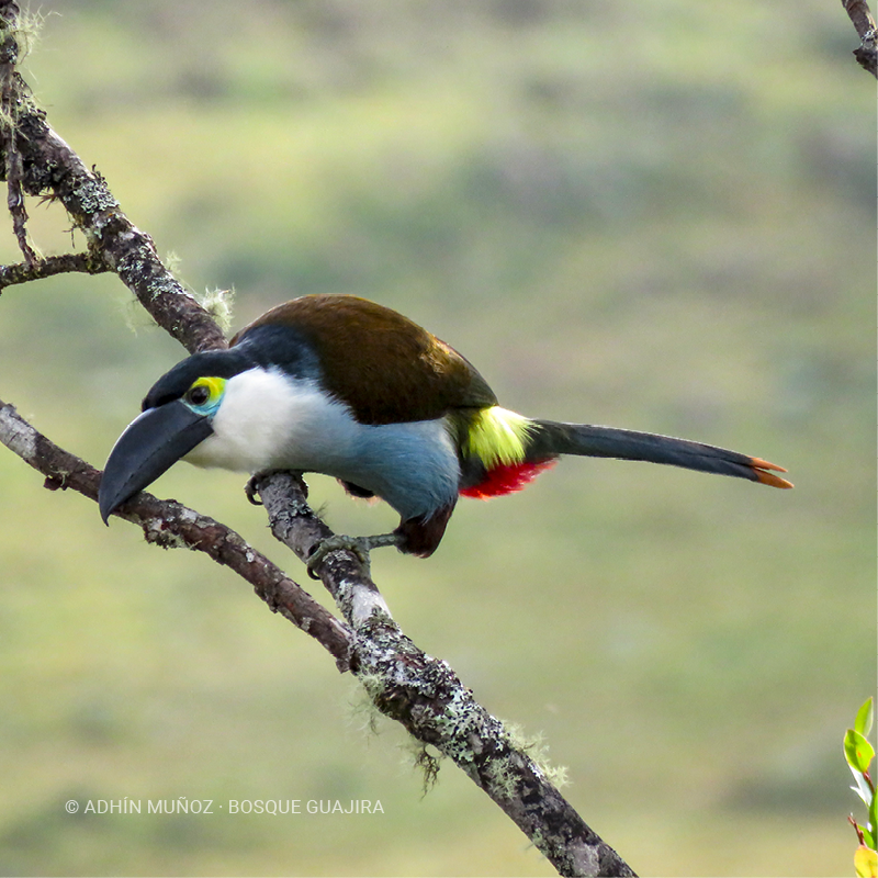 Tucán pechiazul (Andigena nigrirostris)