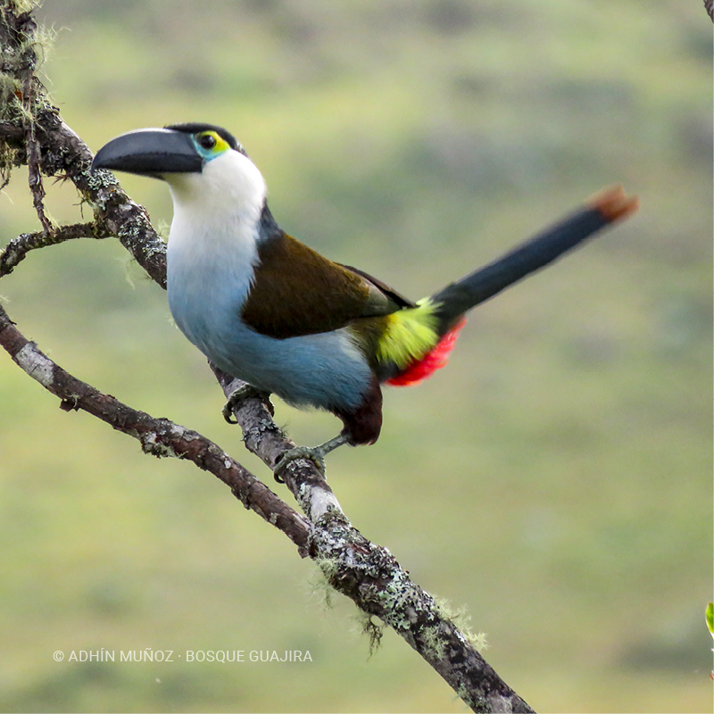 Tucán pechiazul (Andigena nigrirostris)