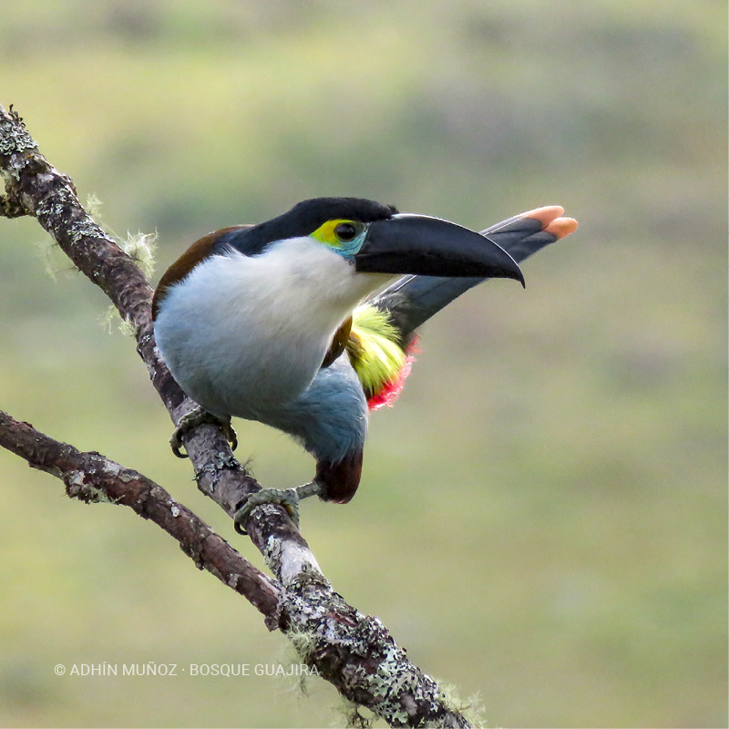 Tucán pechiazul (Andigena nigrirostris)