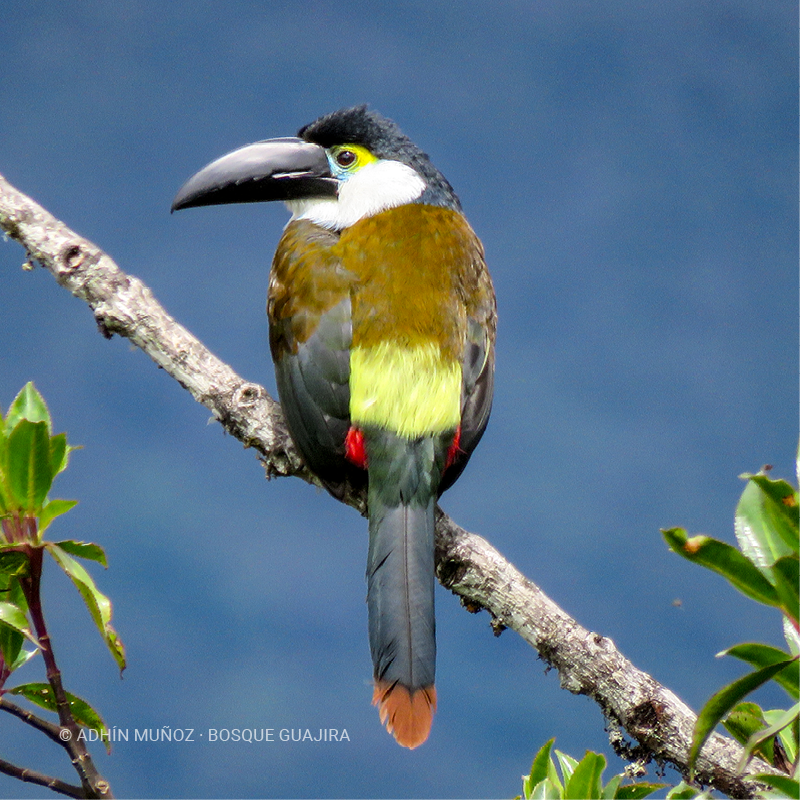 Tucán pechiazul (Andigena nigrirostris)