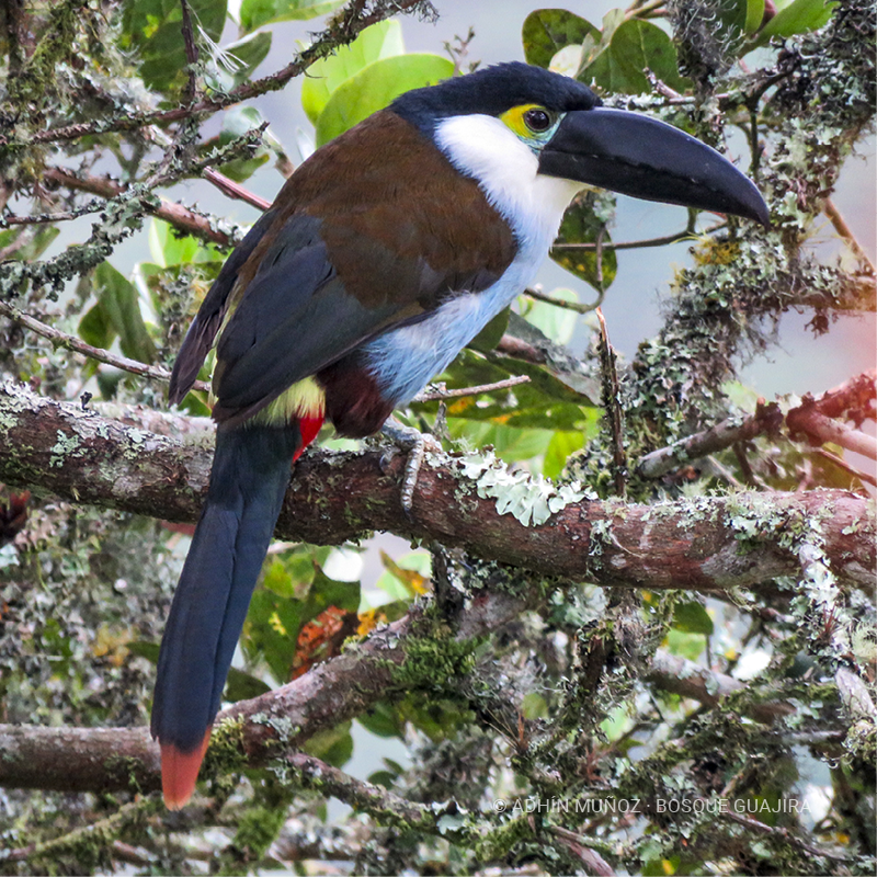 Tucán pechiazul (Andigena nigrirostris)