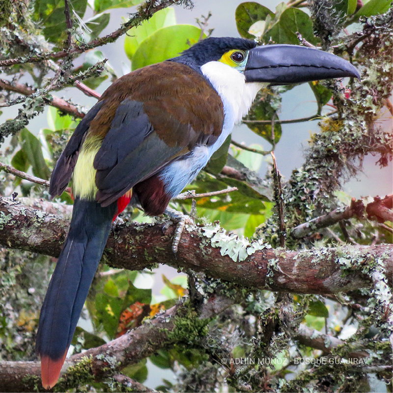 Tucán pechiazul (Andigena nigrirostris)