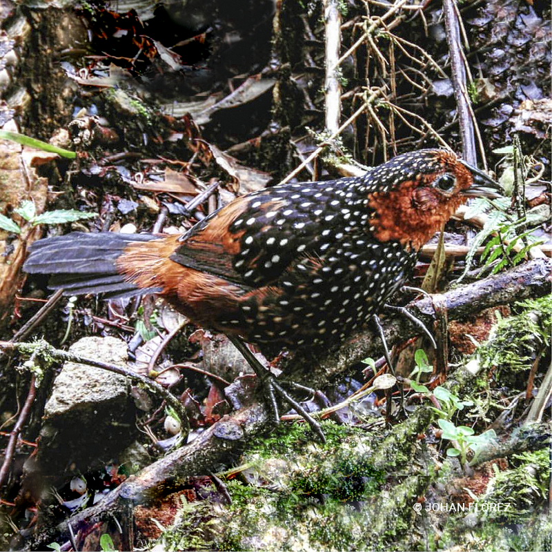 Tapaculo ocelado (Acropternis orthonyx)