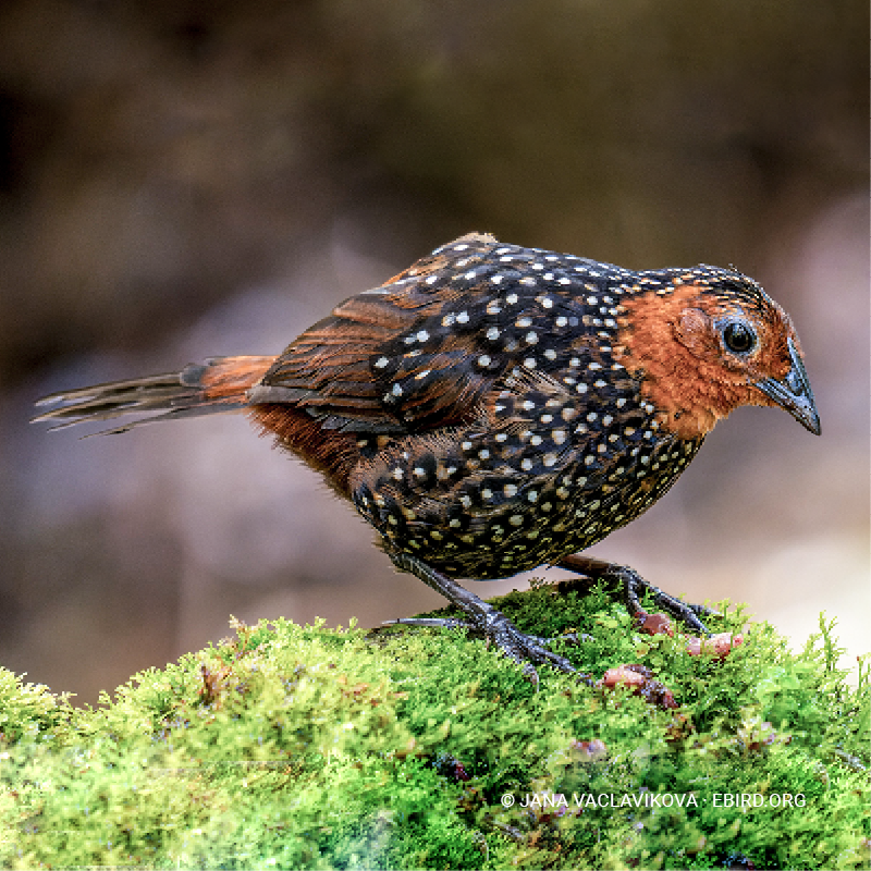 Tapaculo ocelado (Acropternis orthonyx)