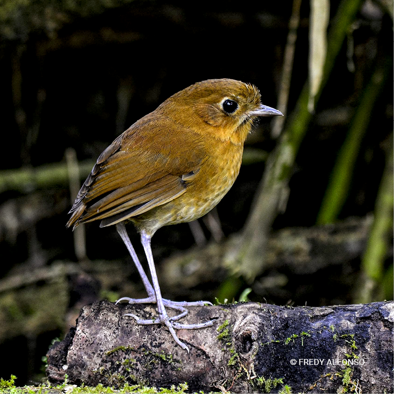 Tororoí rufo (Grallaria rufula)