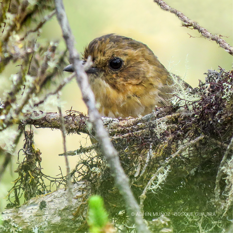 Tororoí rufo (Grallaria rufula)