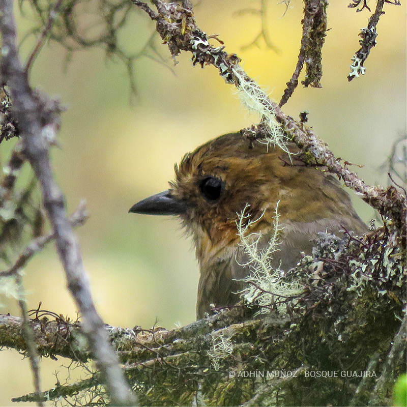 Tororoí rufo (Grallaria rufula)
