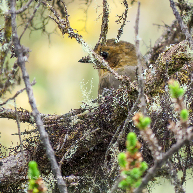 Tororoí rufo (Grallaria rufula)