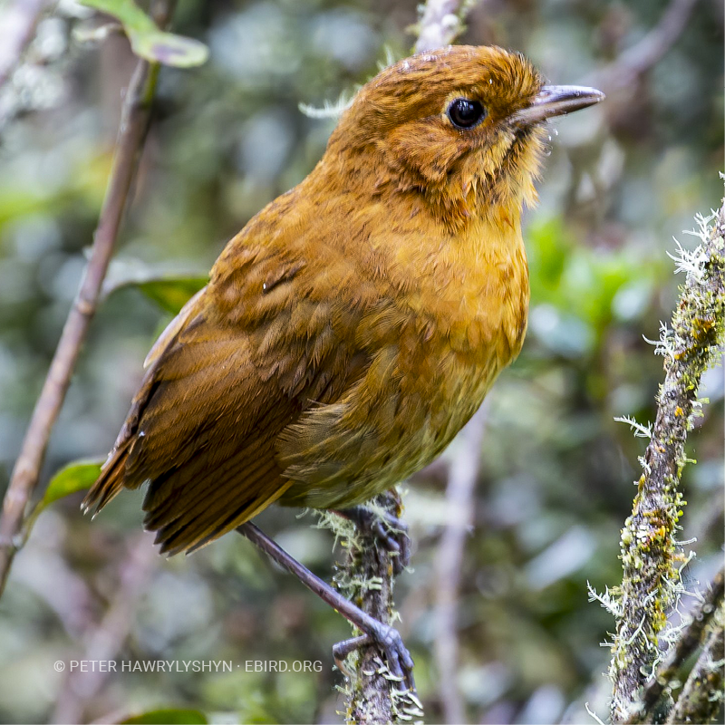 Tororoí rufo (Grallaria rufula)