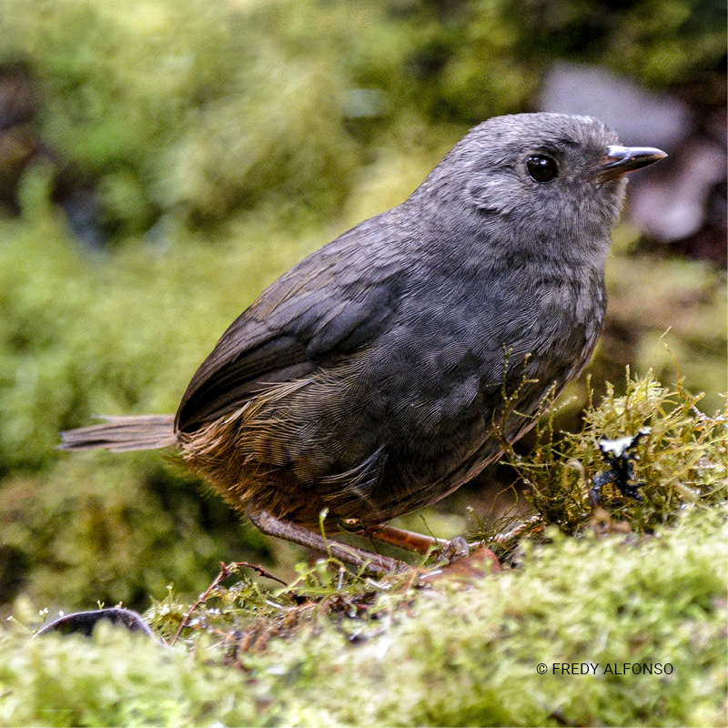 Churrín de Matorral (Scytalopus griseicollis)