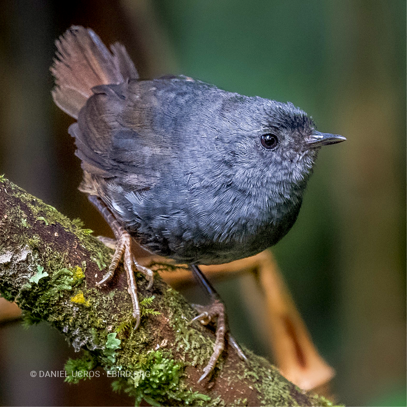 Churrín de Matorral (Scytalopus griseicollis)