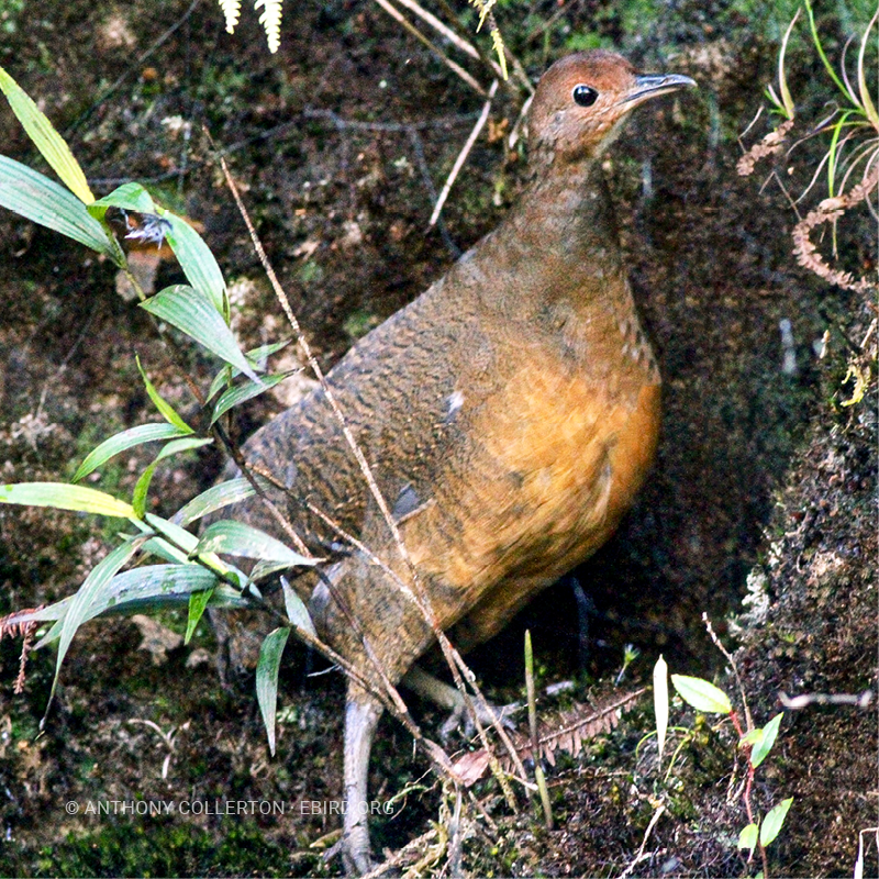 Tinamú cabecirrojo (Nothocercus julius)