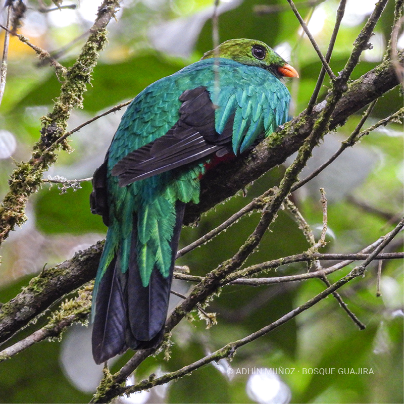 Quetzal cabecidorado (Pharomachrus auriceps)