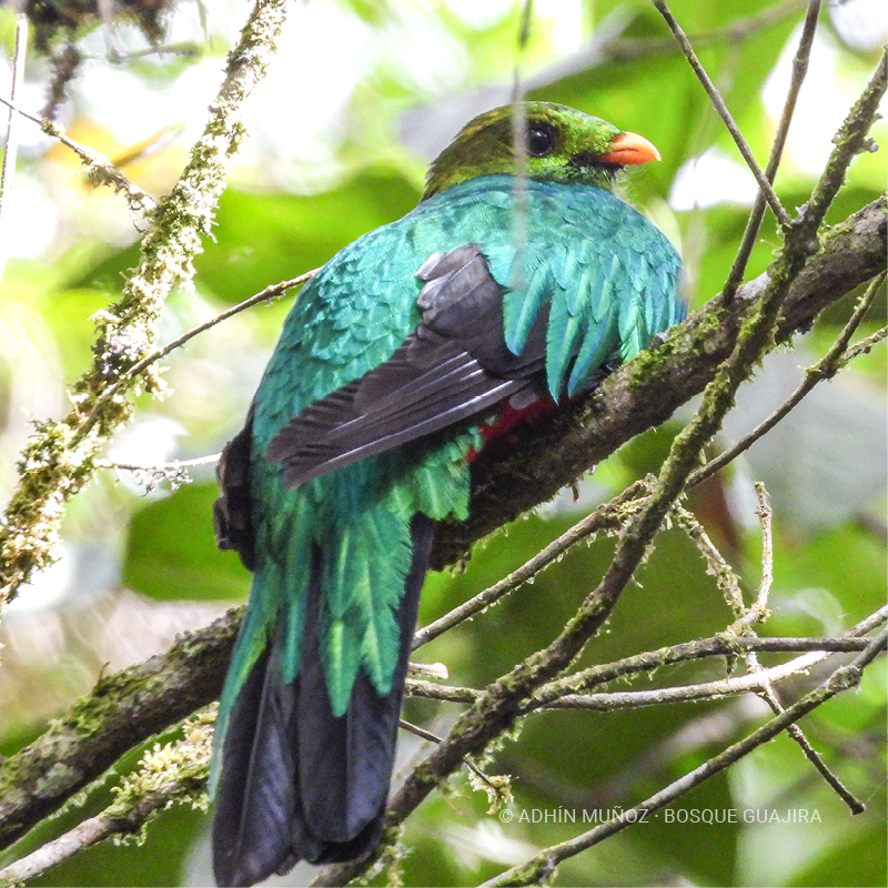 Quetzal cabecidorado (Pharomachrus auriceps)